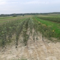 Školky ovocné keře jabloně hrušně třešně Polsko