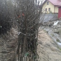 Školky ovocné keře jabloně hrušně třešně Polsko